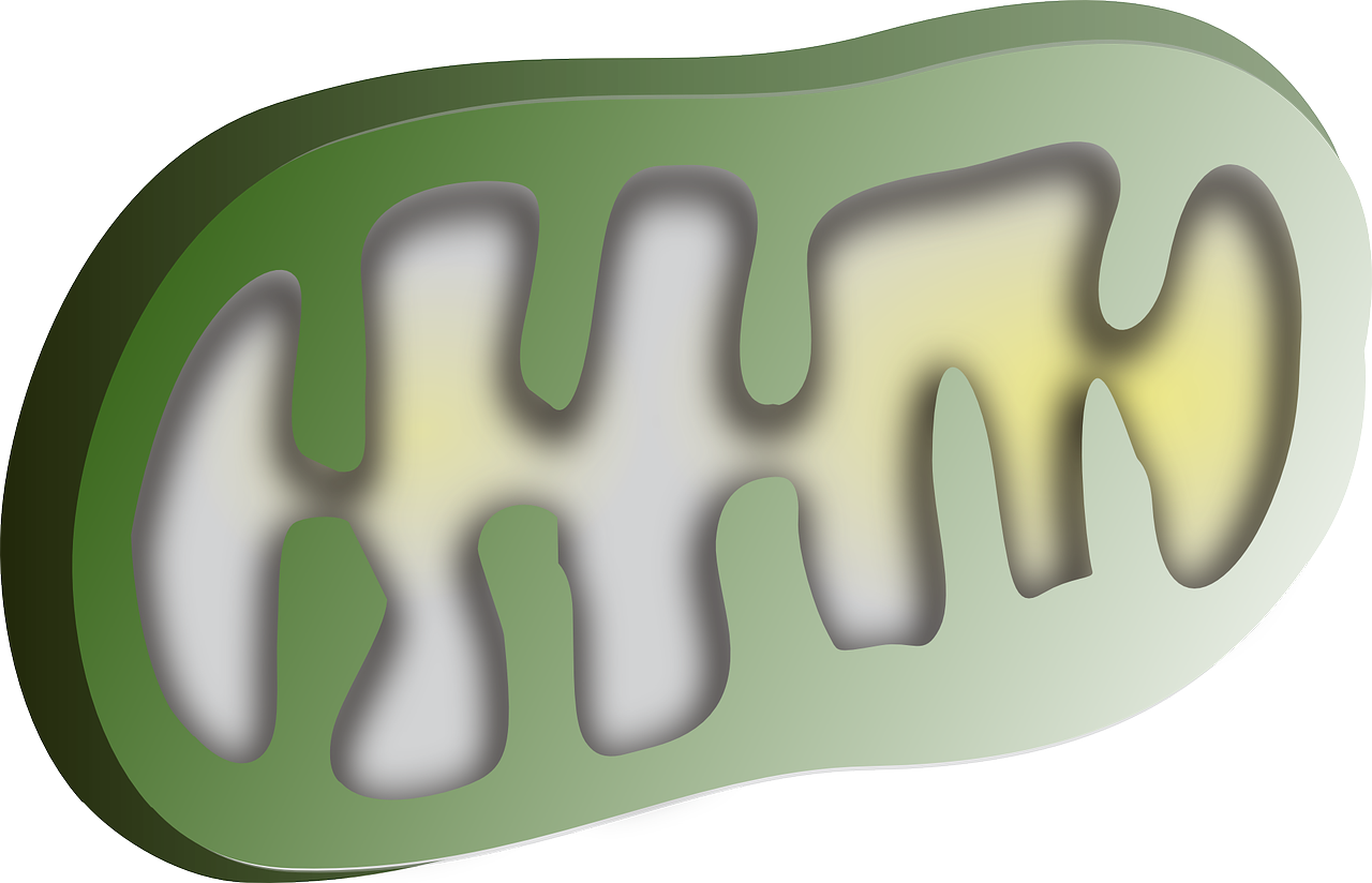 mitochondria dna